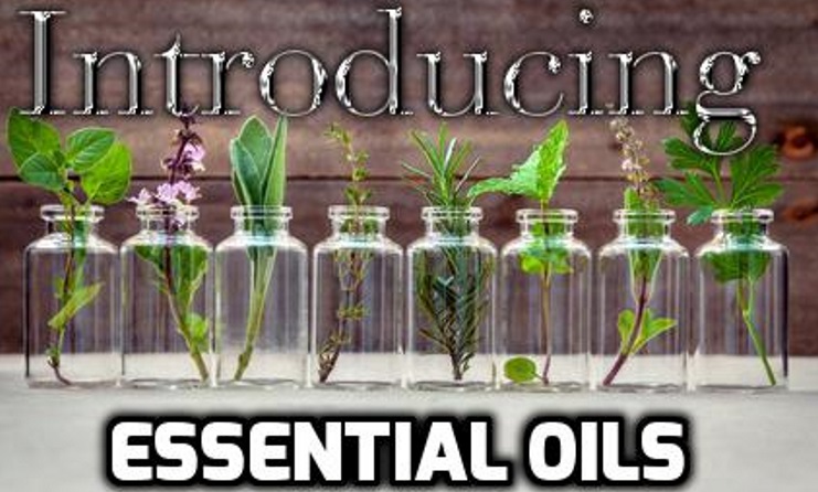 Essential Oil bottles with their leafy components