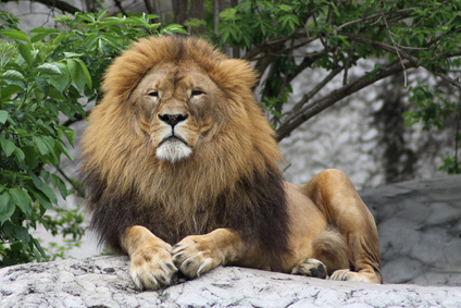 lion resting in a zoo