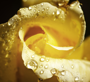 close up of a beautiful yellow rose