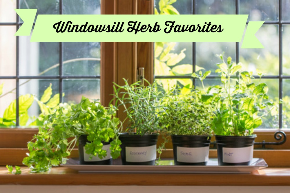 Windowsill Herbs in a window