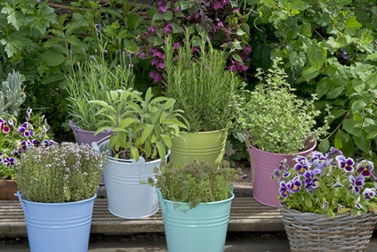Mix of herbs in colorful buckets