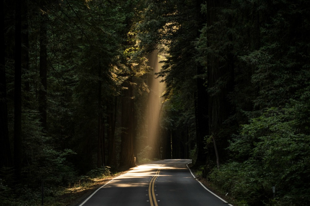 A beautiful road in the woods with a shaft of sunlight peeking through. A lot like on the road to Damascus. 