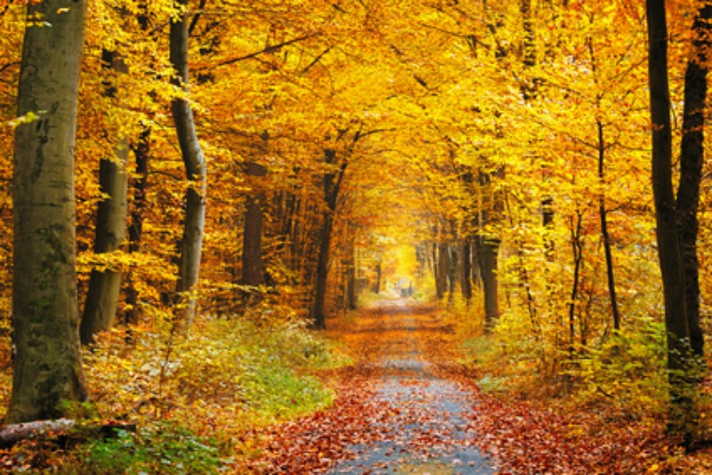 Beautiful country path in Autumn splendor