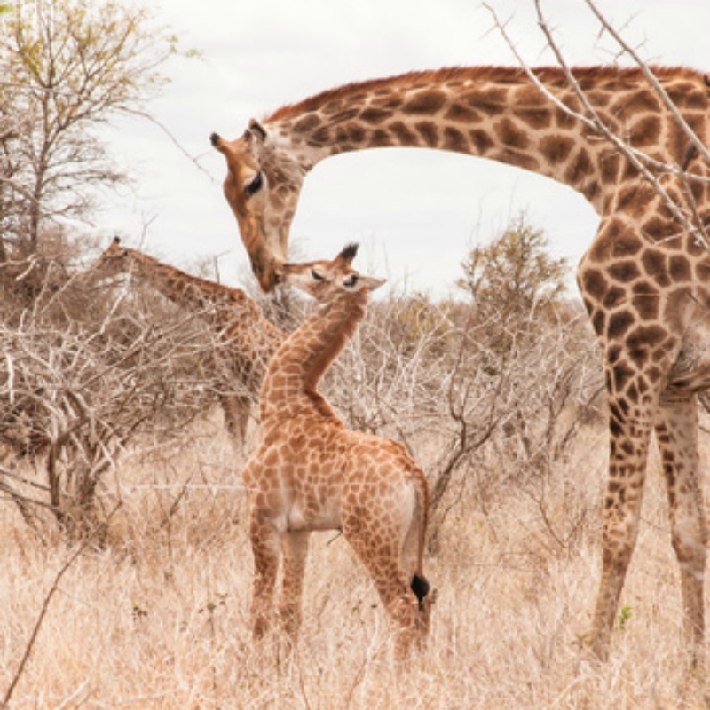 Baby giraffe with mommy